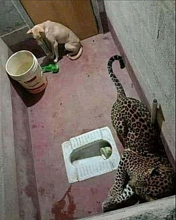 Leopard, Dog, And The Freedom Of Choice